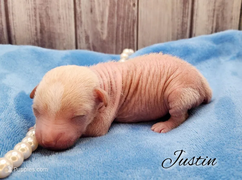 Chinese Crested Chihuahua Puppy (Male) – Toy Size | Ready May | NC – Chihuahua, Chinese Crested puppy for sale in Greensboro, NC