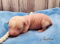 Chinese Crested Chihuahua Puppy (Male) – Toy Size | Ready May | NC, a male Chihuahua and Chinese Crested for sale in Greensboro, NC – Photo 1 of 8