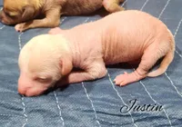 Chinese Crested Chihuahua Puppy (Male) – Toy Size | Ready May | NC, a male Chihuahua and Chinese Crested for sale in Greensboro, NC – Photo 2 of 4