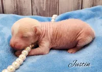 Chinese Crested Chihuahua Puppy (Male) – Toy Size | Ready May | NC, a male Chihuahua and Chinese Crested for sale in Greensboro, NC – Photo 4 of 8