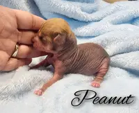 Peanut, a female Chihuahua and Chinese Crested for sale in Greensboro, NC – Photo 2 of 5