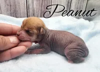 Peanut, a female Chihuahua and Chinese Crested for sale in Greensboro, NC – Photo 3 of 5