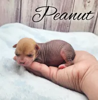 Peanut, a female Chihuahua and Chinese Crested for sale in Greensboro, NC – Photo 1 of 5