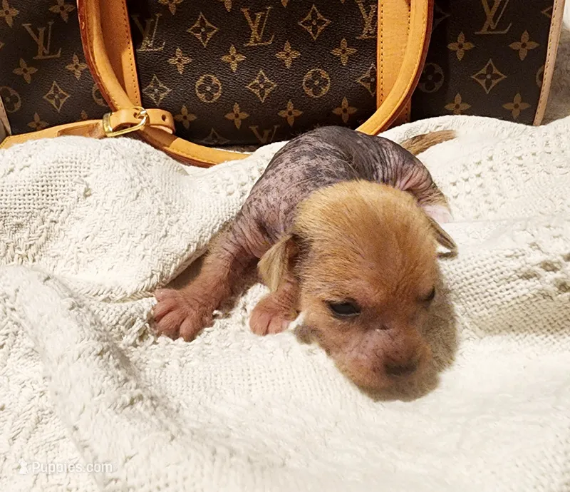 Pumpkin  – Chinese Crested puppy for sale in Greensboro, NC