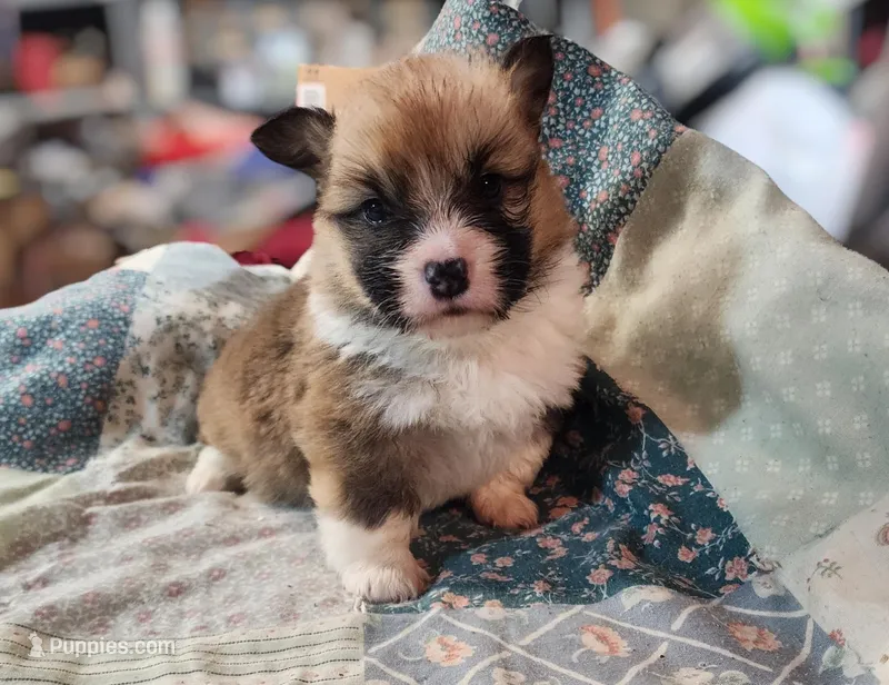Willow Sage – Ranch Raised  | ACA & CKC | NC – Pembroke Welsh Corgi puppy for sale in Greensboro, NC