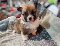 “Fluffy Pembroke Welsh Corgi Female– long hair – ACA/CKC – NC”, a female Pembroke Welsh Corgi for sale in Greensboro, NC – Photo 1 of 6