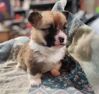 “Fluffy Pembroke Welsh Corgi Female– long hair – ACA/CKC – NC”, a female Pembroke Welsh Corgi for sale in Greensboro, NC – Photo 2 of 6