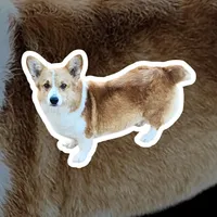 “Fluffy Pembroke Welsh Corgi Female– long hair – ACA/CKC – NC”, a female Pembroke Welsh Corgi for sale in Greensboro, NC – Photo 6 of 6