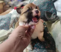 “Fluffy Pembroke Welsh Corgi Female– long hair – ACA/CKC – NC”, a female Pembroke Welsh Corgi for sale in Greensboro, NC – Photo 3 of 6