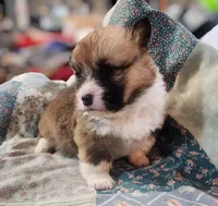 “Fluffy Pembroke Welsh Corgi Female– long hair – ACA/CKC – NC”, a female Pembroke Welsh Corgi for sale in Greensboro, NC – Photo 4 of 6