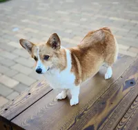 Willow Sage – Ranch Raised  | ACA & CKC | NC, a female Pembroke Welsh Corgi for sale in Greensboro, NC – Photo 4 of 5