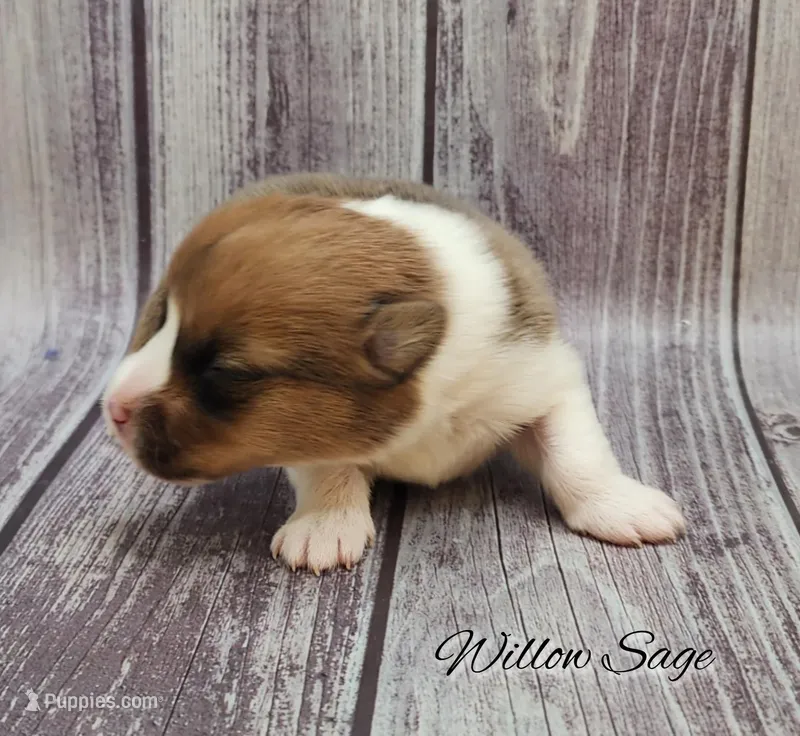 Willow Sage – Ranch Raised  | ACA & CKC | NC