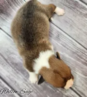 Willow Sage – Ranch Raised  | ACA & CKC | NC, a female Pembroke Welsh Corgi for sale in Greensboro, NC – Photo 2 of 5
