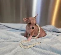 Panda, a male Chihuahua and Chinese Crested for sale in Greensboro, NC – Photo 2 of 6
