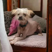 Panda, a male Chihuahua and Chinese Crested for sale in Greensboro, NC – Photo 6 of 6