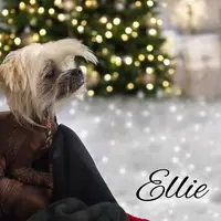 Panda, a male Chihuahua and Chinese Crested for sale in Greensboro, NC – Photo 4 of 6