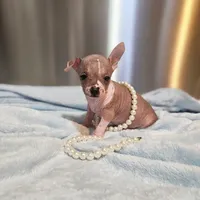 Panda, a male Chihuahua and Chinese Crested for sale in Greensboro, NC – Photo 1 of 6