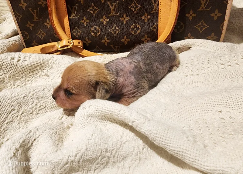 Jack – Chihuahua, Chinese Crested puppy for sale in Greensboro, NC