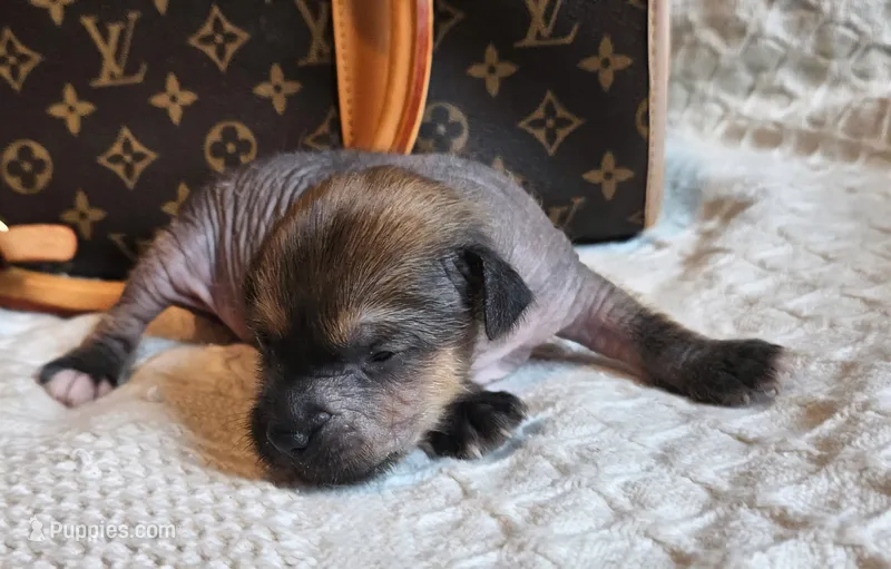 Boss – Chihuahua, Chinese Crested puppy for sale in Greensboro, NC