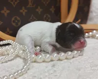 Buddha Bear 🐻 , a male Chihuahua for sale in Greensboro, NC – 2 of 6