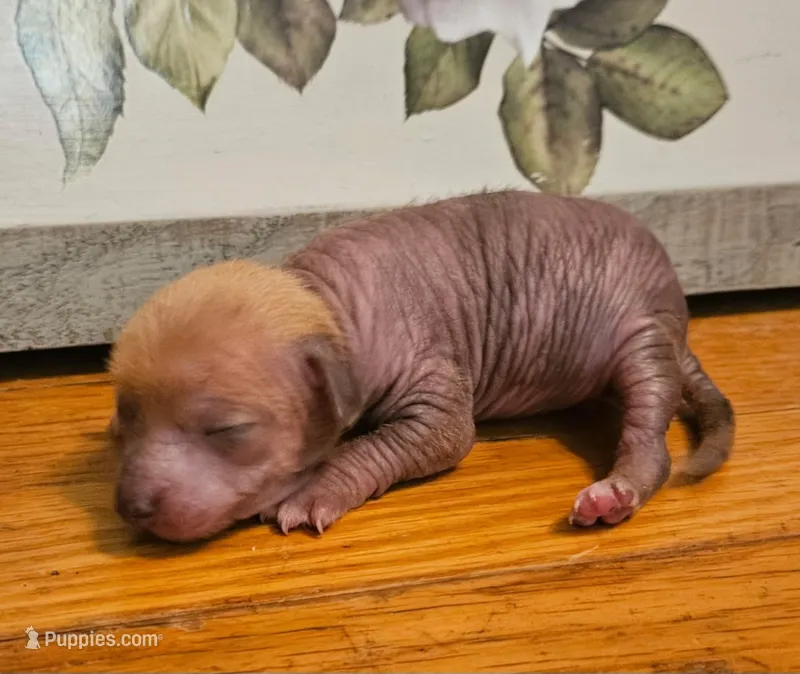 Peanut 🥜  – Chihuahua, Chinese Crested puppy for sale in Greensboro, NC