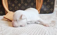 Spot, a male Chihuahua and Chinese Crested for sale in Greensboro, NC – 2 of 3