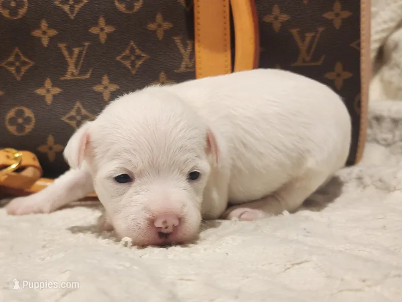 Ice  – Chihuahua, Chinese Crested puppy for sale in Greensboro, NC
