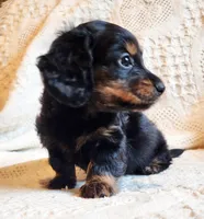 Elsa, a female Miniature Dachshund for sale in Greensboro, NC – 2 of 6