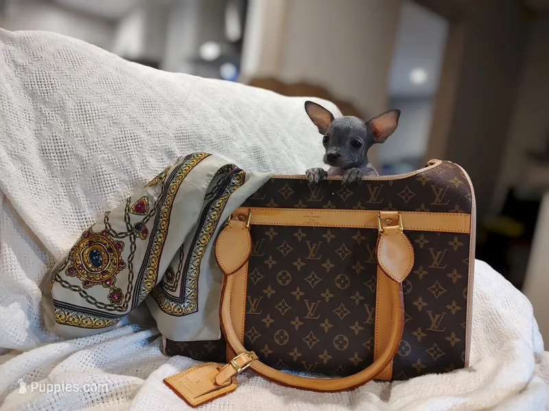 Blue hairless boy – Chihuahua, Chinese Crested puppy for sale in Greensboro, NC
