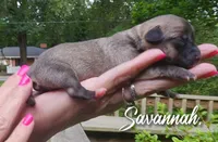 Savannah, a female Chinese Crested for sale in Greensboro, NC – 2 of 5