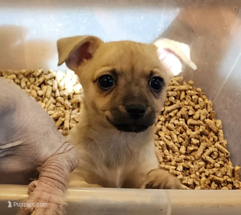 Savannah – Chinese Crested puppy for sale in Greensboro, NC