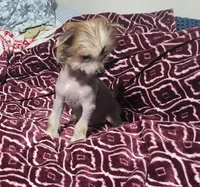 Harmony, a female Chihuahua and Chinese Crested for sale in Greensboro, NC – Photo 1 of 5