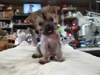 Harmony, a female Chihuahua and Chinese Crested for sale in Greensboro, NC – Photo 4 of 5