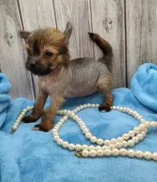 Harmony, a female Chihuahua and Chinese Crested for sale in Greensboro, NC – Photo 5 of 5