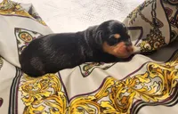 Bentley , a male Miniature Dachshund for sale in Greensboro, NC – 1 of 4