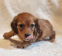 Honey Bear , a male Miniature Dachshund for sale in Greensboro, NC – 3 of 9