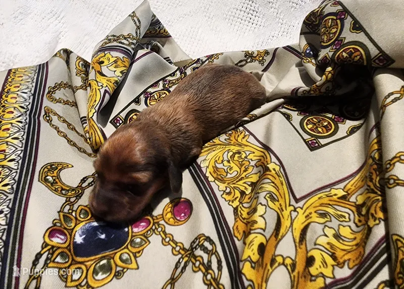 Knox – Miniature Dachshund puppy for sale in Greensboro, NC