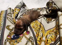 Knox, a male Miniature Dachshund for sale in Greensboro, NC – 1 of 3