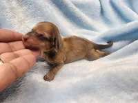 Rusty, a male Miniature Dachshund for sale in Greensboro, NC – Photo 1 of 4