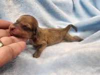 Rusty, a male Miniature Dachshund for sale in Greensboro, NC – Photo 2 of 4