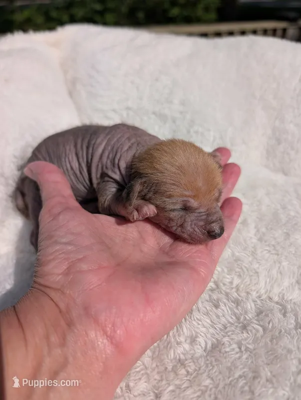 Peanut 🥜  – Chihuahua, Chinese Crested puppy for sale in Greensboro, NC