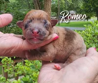 Romeo., a male Chihuahua and Chinese Crested for sale in Greensboro, NC – 1 of 5