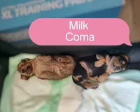 Bentley , a male Miniature Dachshund for sale in Greensboro, NC – 2 of 6