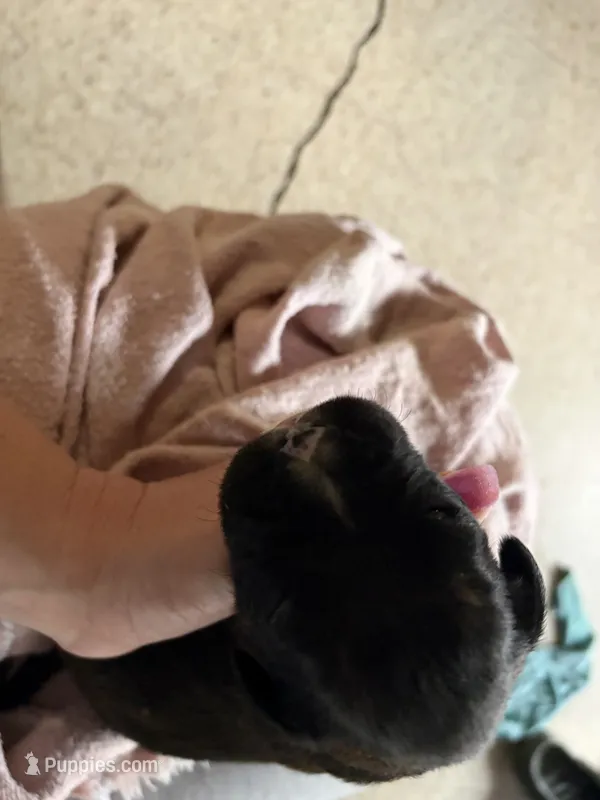 Puppy 2 – Boxer puppy for sale in Normal, IL