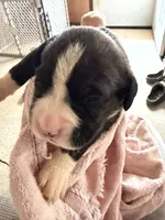 Puppy 7, a male Boxer for sale in Normal, IL – 9 of 10