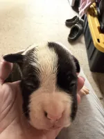 Puppy 7, a male Boxer for sale in Normal, IL – 3 of 10