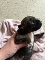 Puppy 3, a male Boxer for sale in Normal, IL – 2 of 3