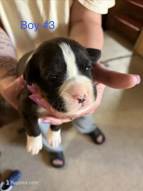 Puppy 5 – Boxer puppy for sale in Normal, IL