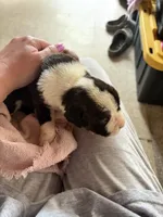 Puppy 7, a male Boxer for sale in Normal, IL – 4 of 10