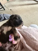 Puppy 6, a male Boxer for sale in Normal, IL – 2 of 6